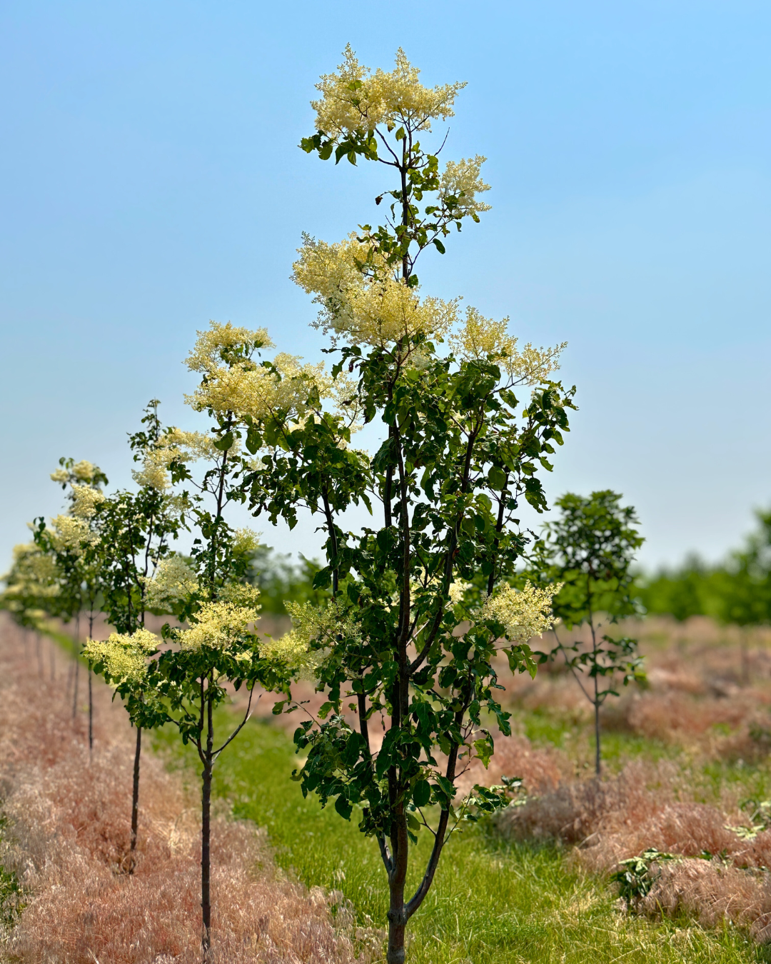 Snowdance Tree Lilac in bloom at the nursery.